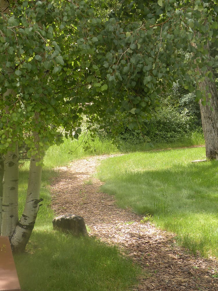 Wooded trail near Bayfield, Colorado